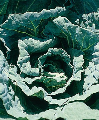 Morris Heading Collards